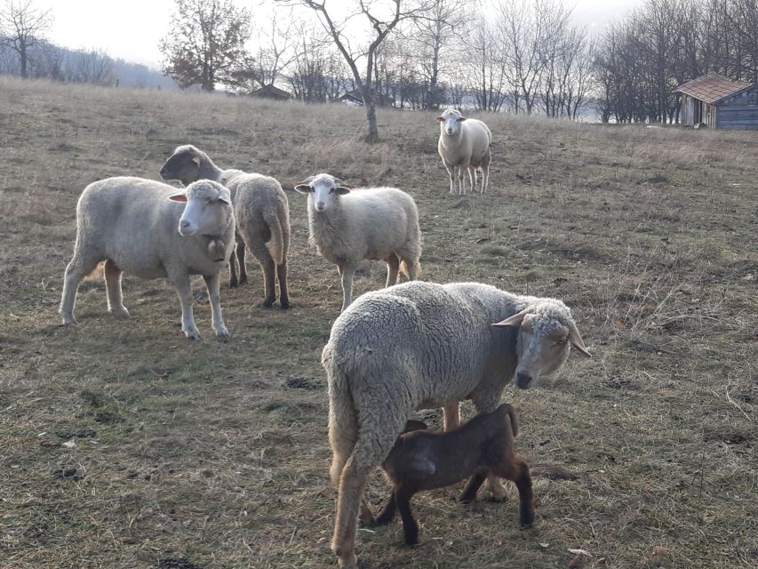 Budapest Hike to Visegrád Castle w or wo Sauna/Danube beach - Tips to Pack So the Day Feels Easy