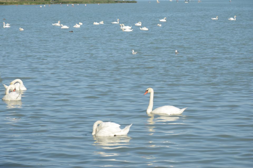 Budapest: Lake Balaton and Herend Full-Day Private Tour - Balatonfüred Promenade: Walking the Oldest Spa Resort Vibe