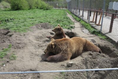 Budapest: Transport & Guided Tour of Bear and Wolf Sanctuary - The van ride to Veresegyház: quick, comfortable, and scenic enough