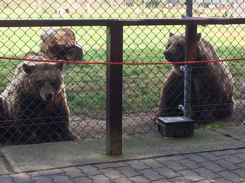 Budapest: Transport & Guided Tour of Bear and Wolf Sanctuary - What your guide teaches: brown vs grizzly and how to act outdoors