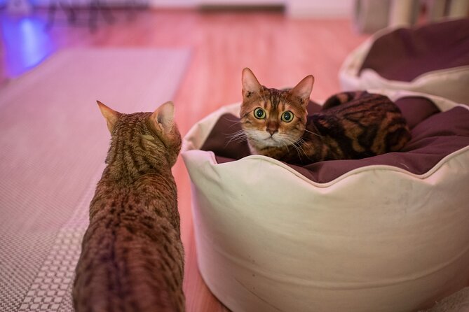 Cat Museum Budapest Entry Ticket - Downstairs: Cats in the World and the art you can actually look at