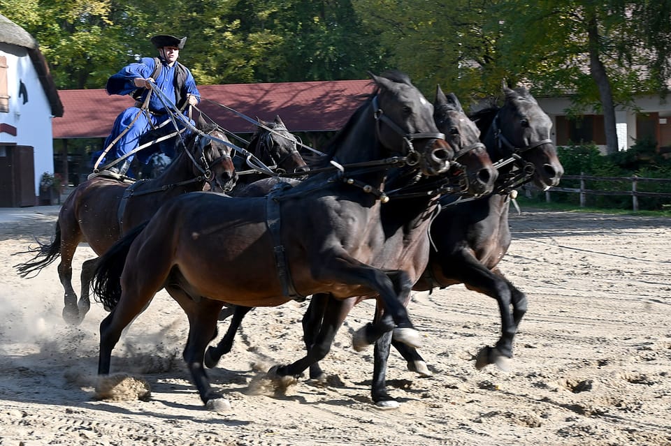 Countryside ranch, horse show & lunch - Key highlights worth your attention