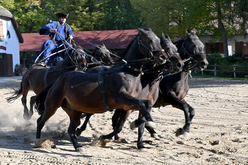 Countryside ranch, horse show & lunch - The Horse Show: What to Watch Beyond the Tricks