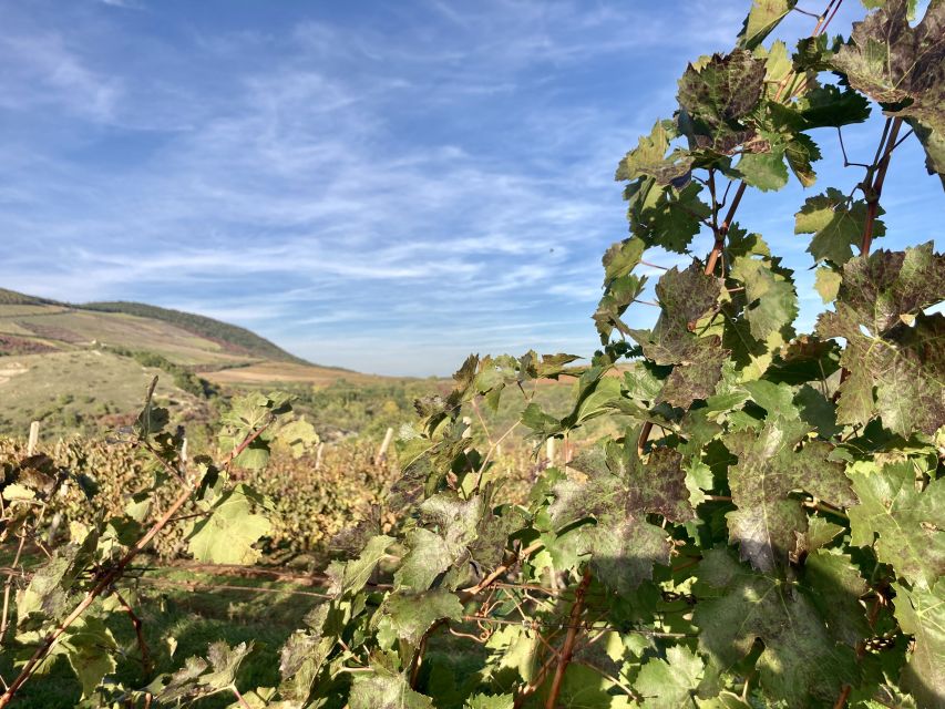 Eger: Countryside, Culture, and Wine Private Tour - Price and value: what you pay for and what you’ll likely add