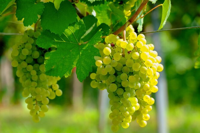 Etyek Private Half-Day Wine Tasting Tour from Budapest - The itinerary in real life: from Etyek village to two family wineries