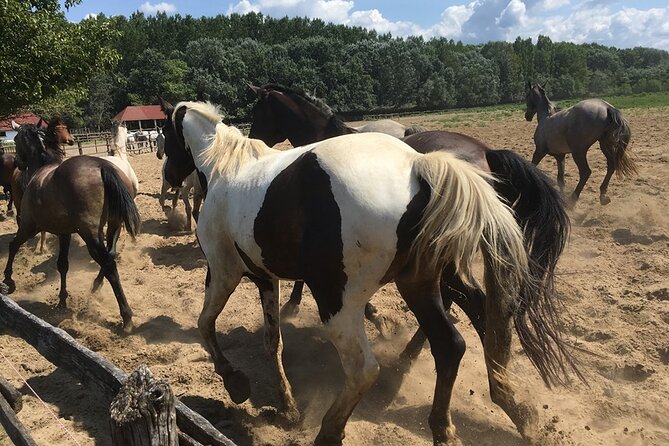 Horseshow on the Hungarian Puszta, private tour from Budapest with entry! - The Horseshow: When Hungarian Horsemanship Takes Over