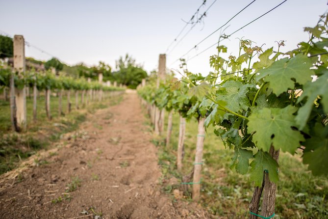 Lake Balaton Full Day Private Wine Tour - Winery Time on the North Shore: Tastings of 11–12 Wines