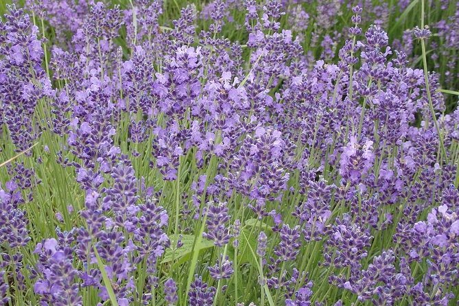 See the Hungarian Sea: Lake Balaton - Tihany Peninsula: Abbey Hill views and lavender-field vibes