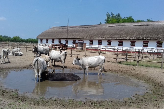 The "Puszta" Horse Show - Price and logistics: is $134.63 worth it?